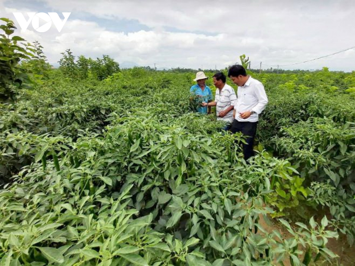 quang nam thuc day lien ket san xuat va tieu thu san pham nong nghiep hinh anh 3