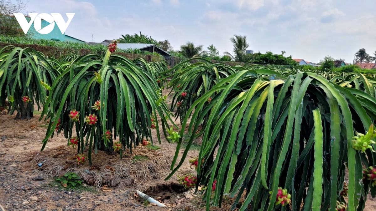 Giá thanh long ở Tiền Giang giảm do cung vượt cầu