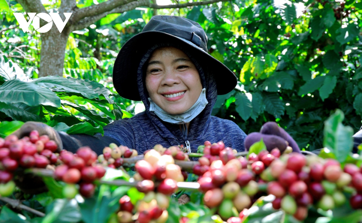 gia ca phe hom nay 13 5 gia ca phe trong nuoc tang 1.000 dong kg hinh anh 1