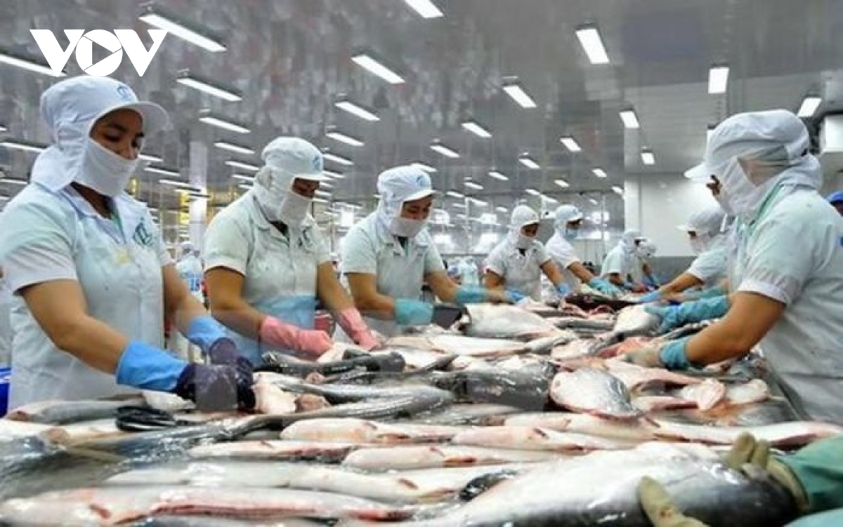 pangasius exports to eu record unstable growth picture 1