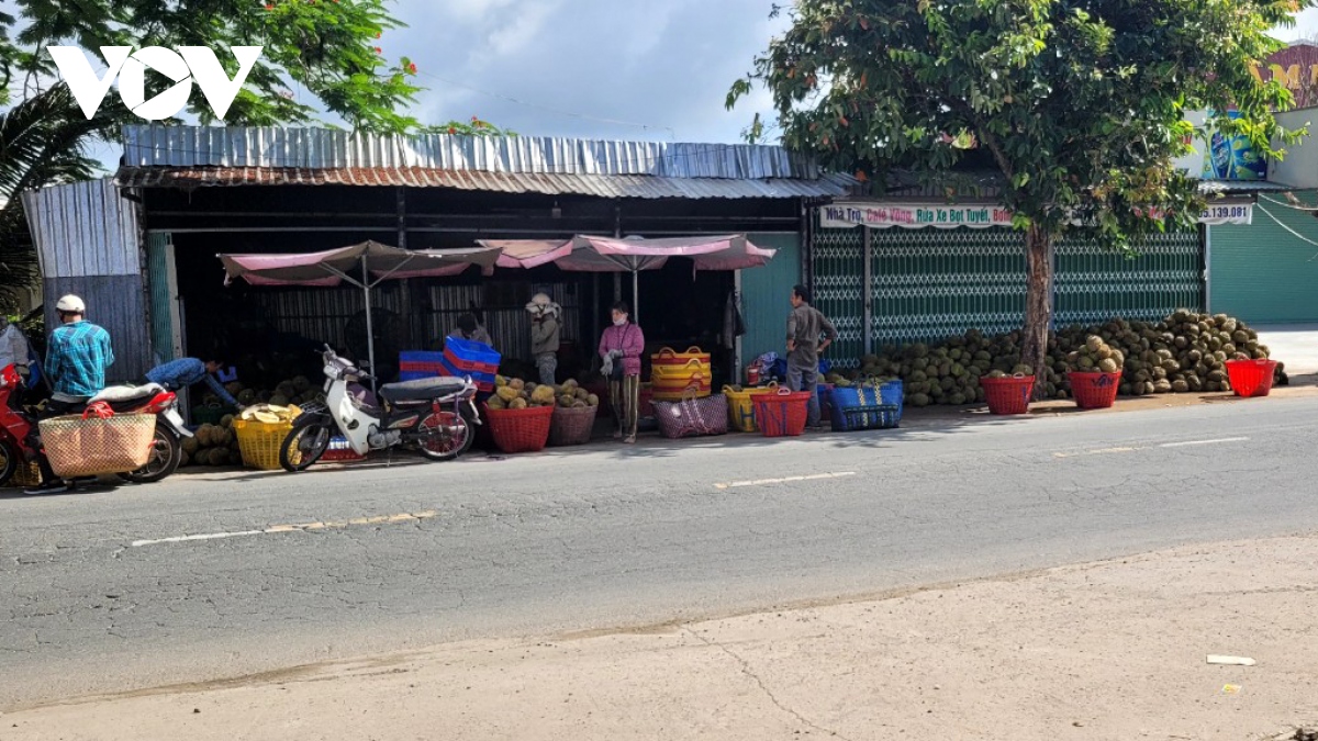 Trái sầu riêng nghịch vụ ở Tiền Giang khan hàng, sốt giá