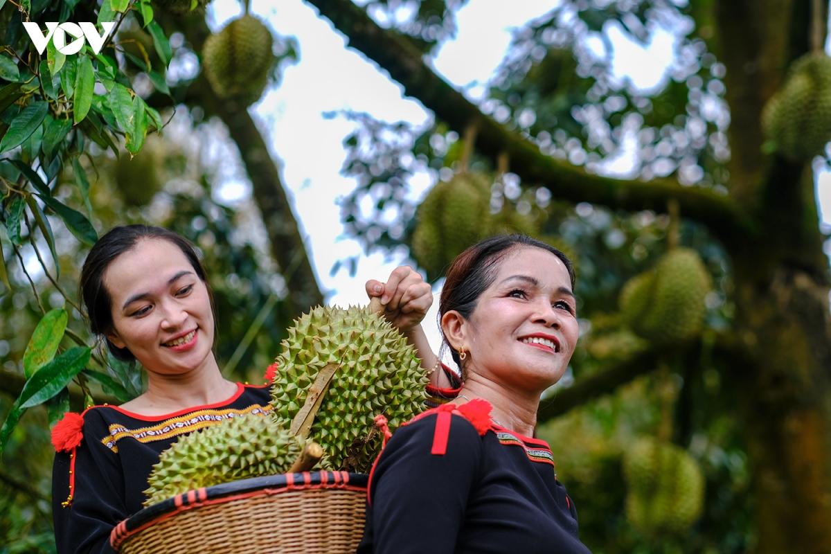Rộn ràng ngày mùa ở thủ phủ sầu riêng Đắk Lắk