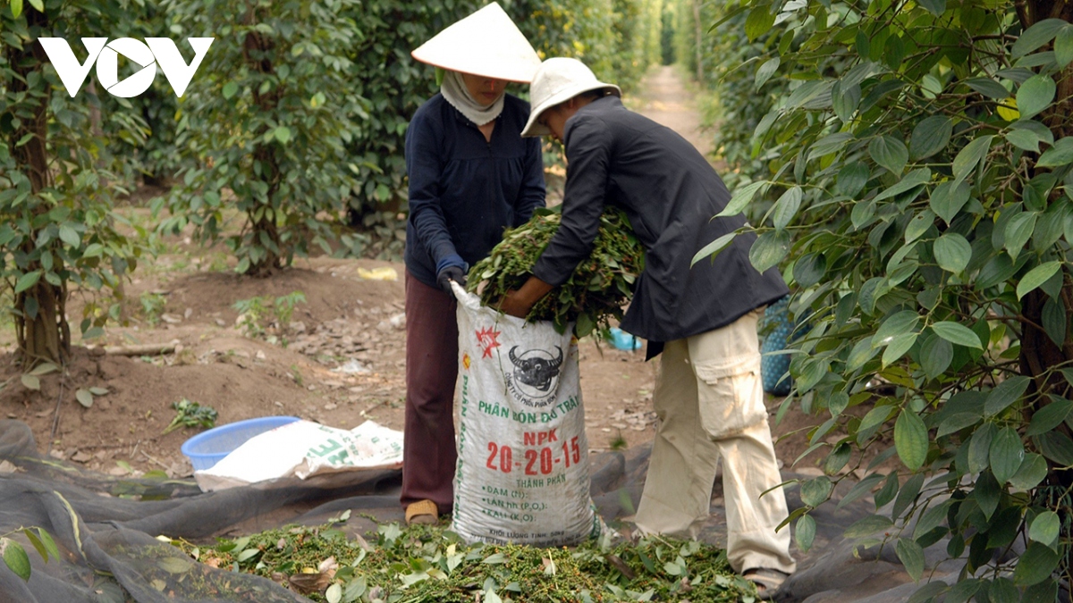 gia ho tieu tang gap doi nong dan mung, doanh nghiep xuat khau lo hinh anh 1