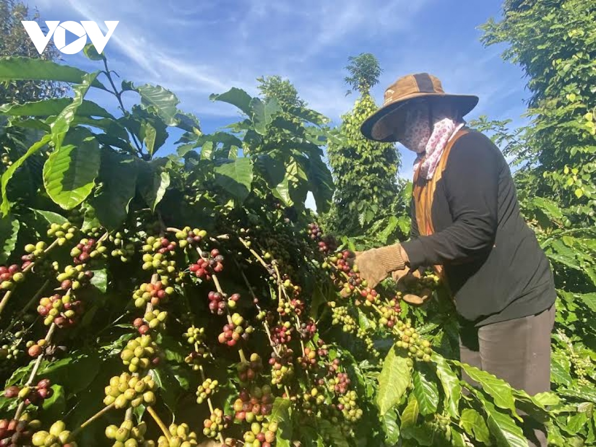 Giá cà phê hôm nay 23/8: Giá cà phê Robustan và Arabica đồng loạt giảm