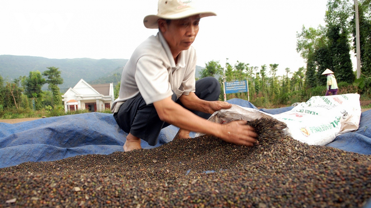 gia ho tieu tang gap doi nong dan mung, doanh nghiep xuat khau lo hinh anh 2