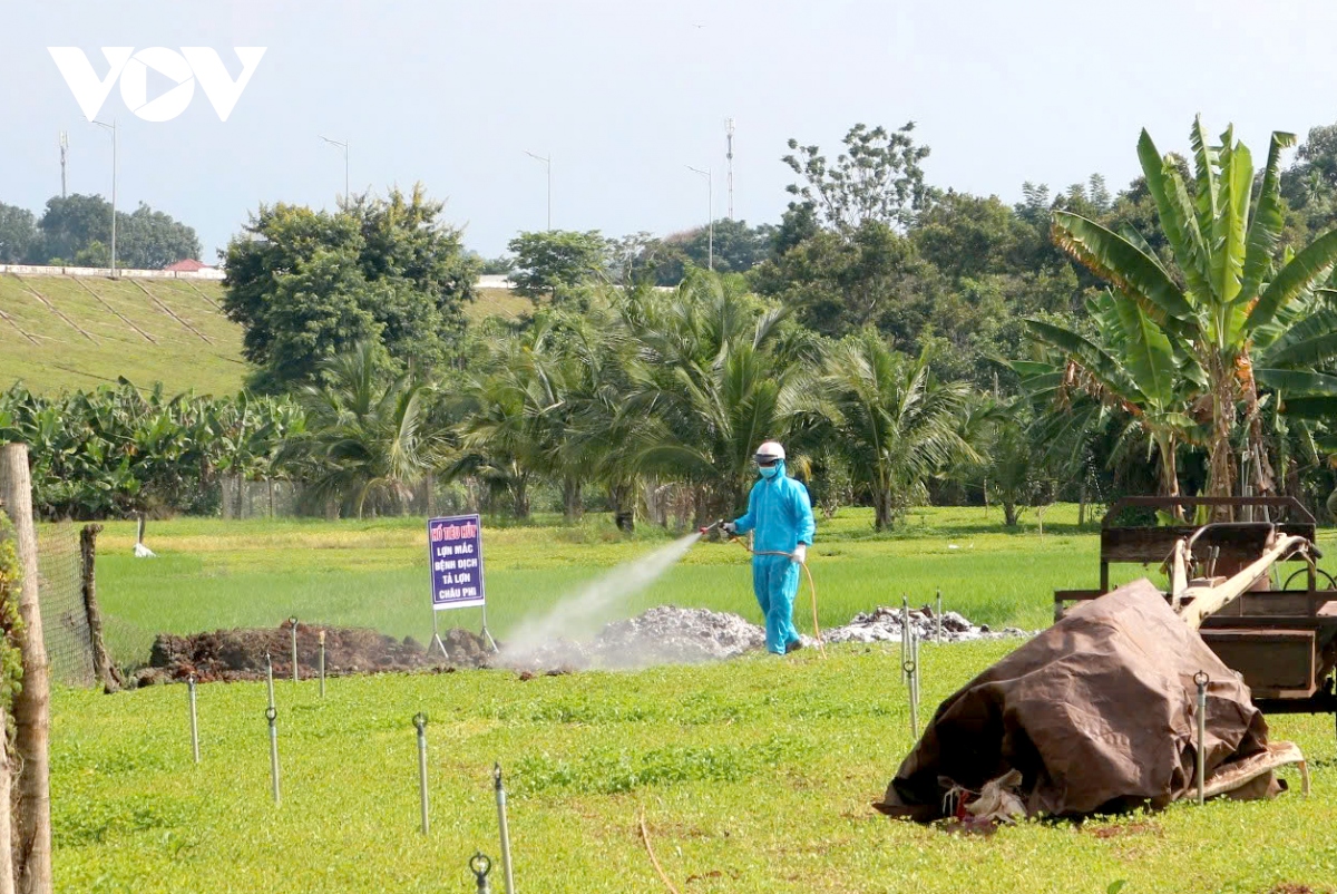 Xuất hiện ổ dịch tả lợn châu Phi tại thành phố Buôn Ma Thuột (Đắk Lắk)