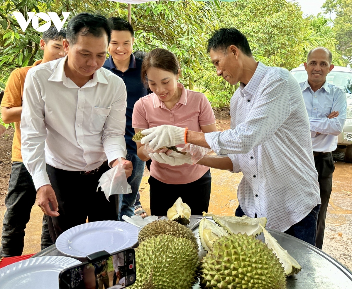 huyen krong pac Dak lak san sang cho le hoi sau rieng lan thu 2 hinh anh 3