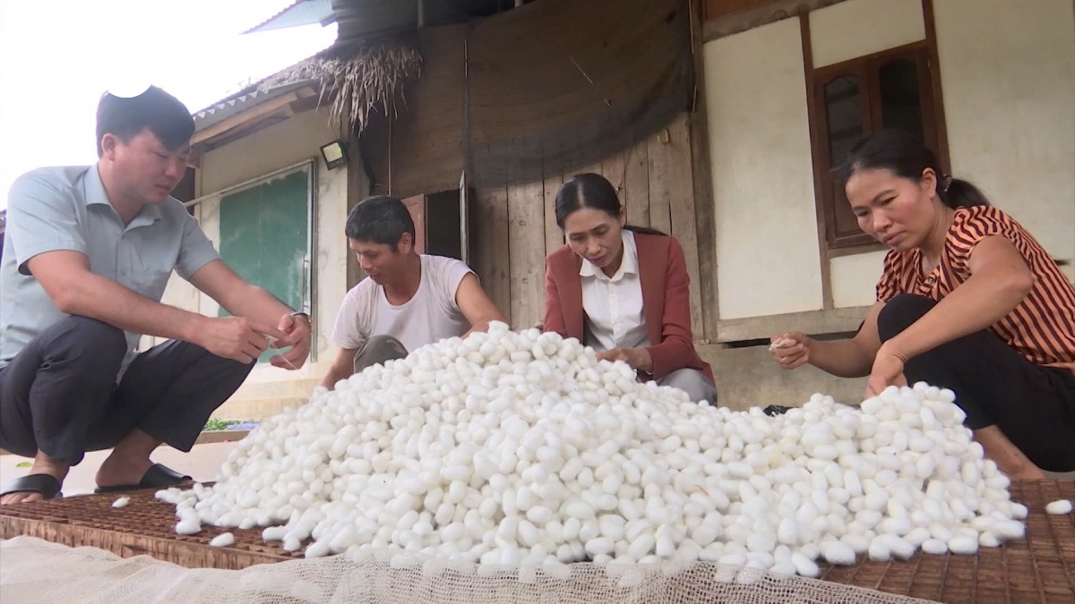 khoi phuc nghe dau tam o lao cai mo ra nhieu co hoi thoat ngheo, lam giau hinh anh 3