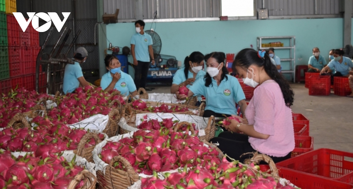 RoK emerges as second largest importer of Vietnamese fruit and vegetables