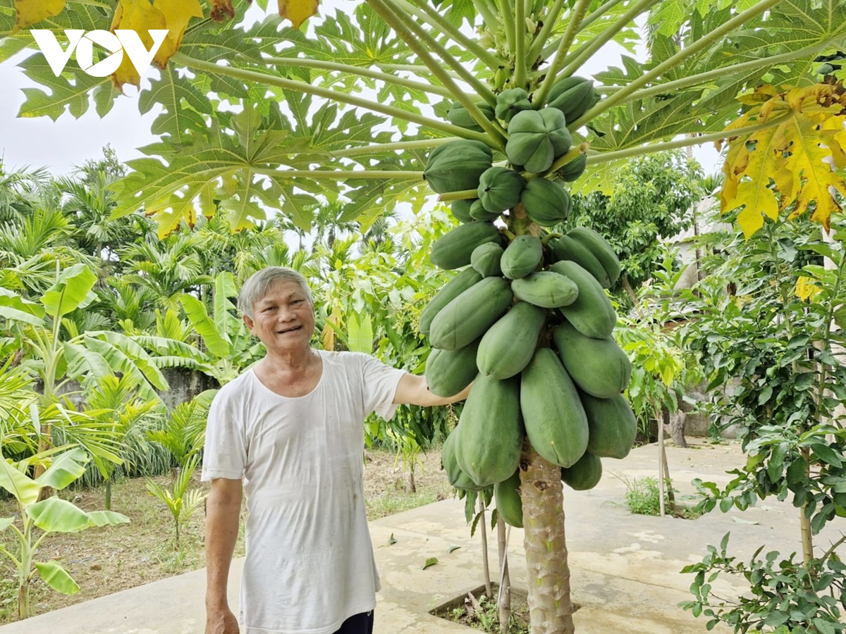 xay dung vuon mau, buoc tien trong xay dung nong thon moi tai quang nam hinh anh 3