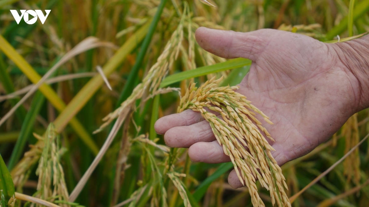 Long An tổ chức lại sản xuất, hướng tới trồng lúa chất lượng cao