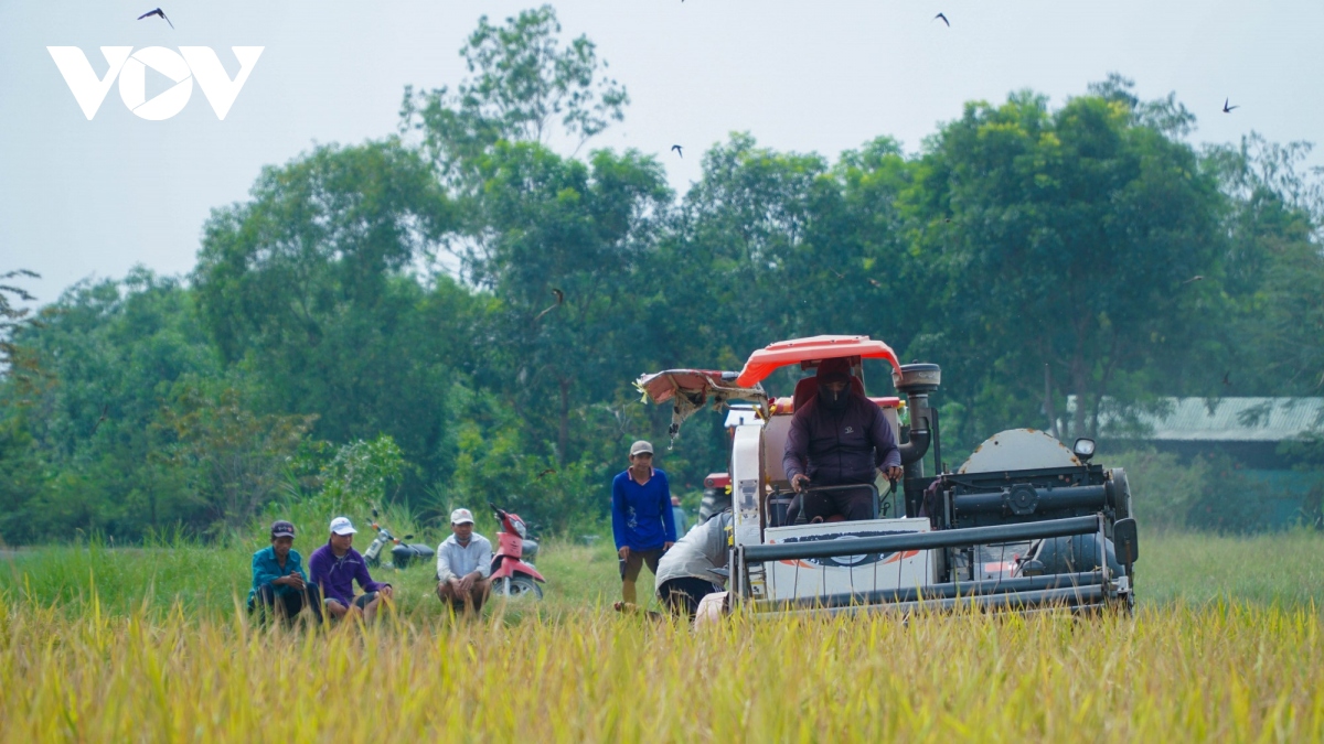 long an to chuc lai san xuat, huong toi trong lua chat luong cao hinh anh 4