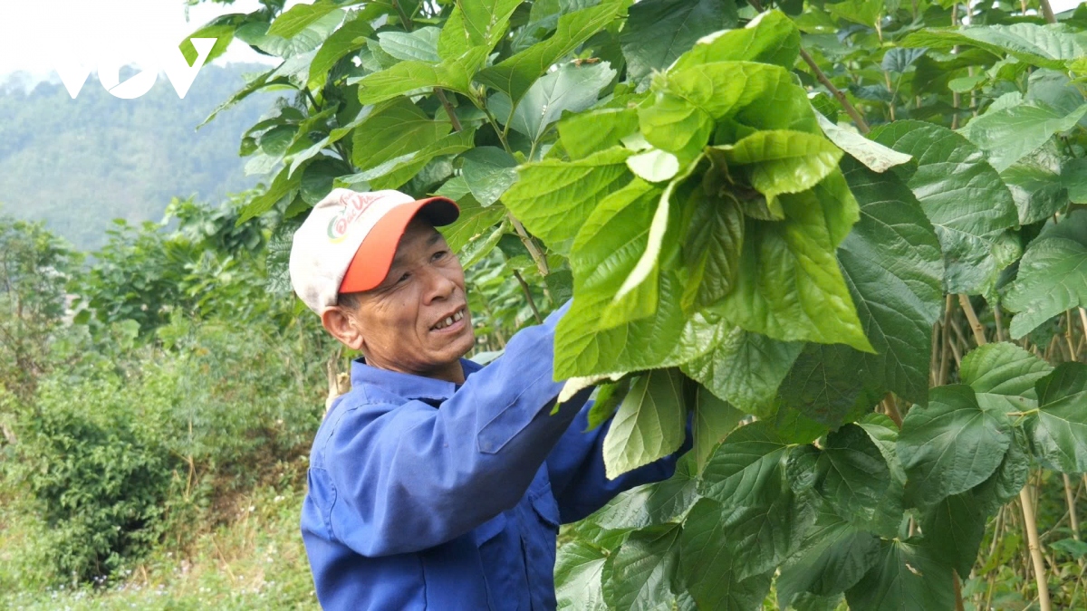 khoi phuc nghe dau tam o lao cai mo ra nhieu co hoi thoat ngheo, lam giau hinh anh 1