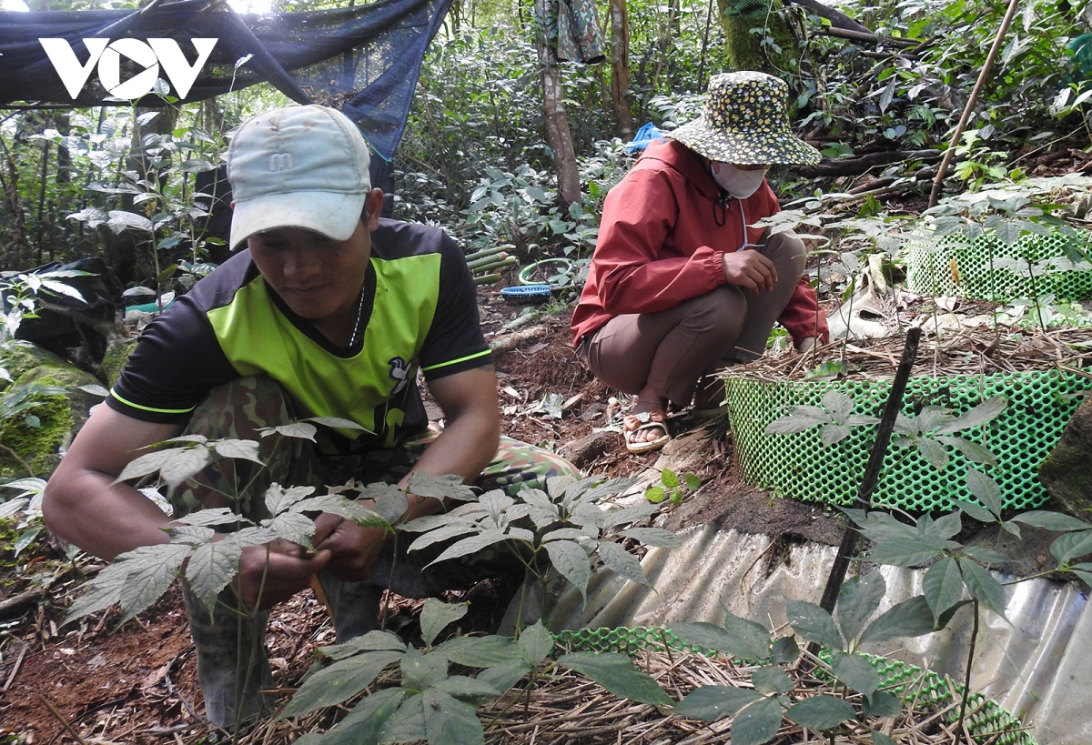 cong khai vuon sam ngoc linh tien ty de phong chong trom cap hinh anh 2