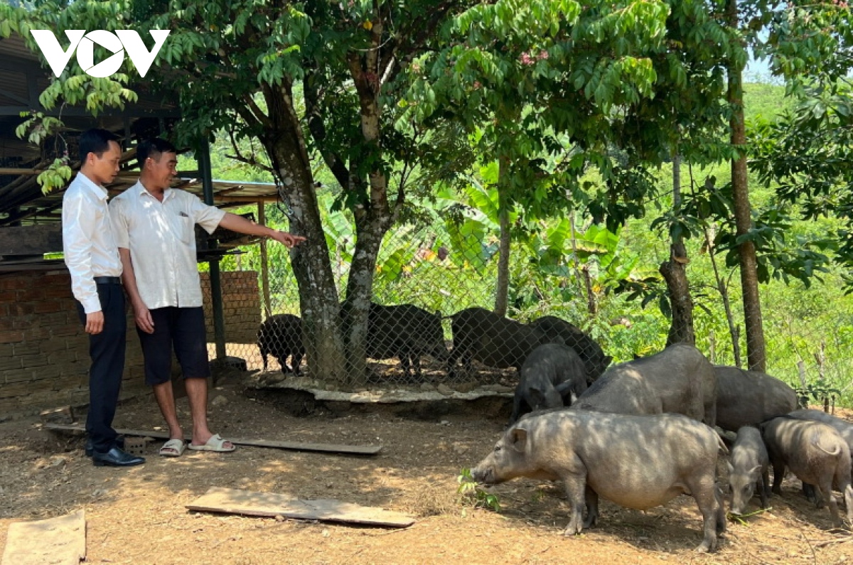 nguon von tam nong giup nhieu ho dan mien nui quang nam thoat ngheo hinh anh 3