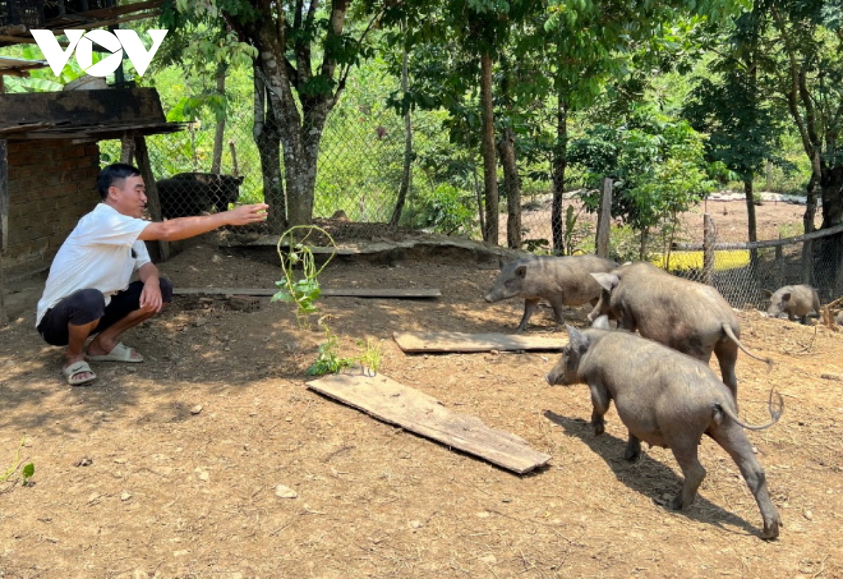 nguon von tam nong giup nhieu ho dan mien nui quang nam thoat ngheo hinh anh 2