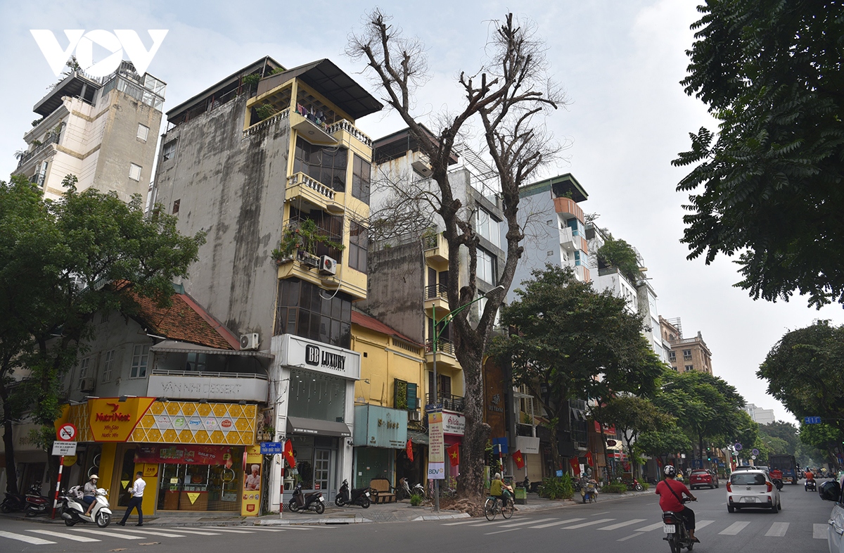 xot xa loat cay xa cu co thu bi be tong hoa tren cac tuyen pho o ha noi hinh anh 1