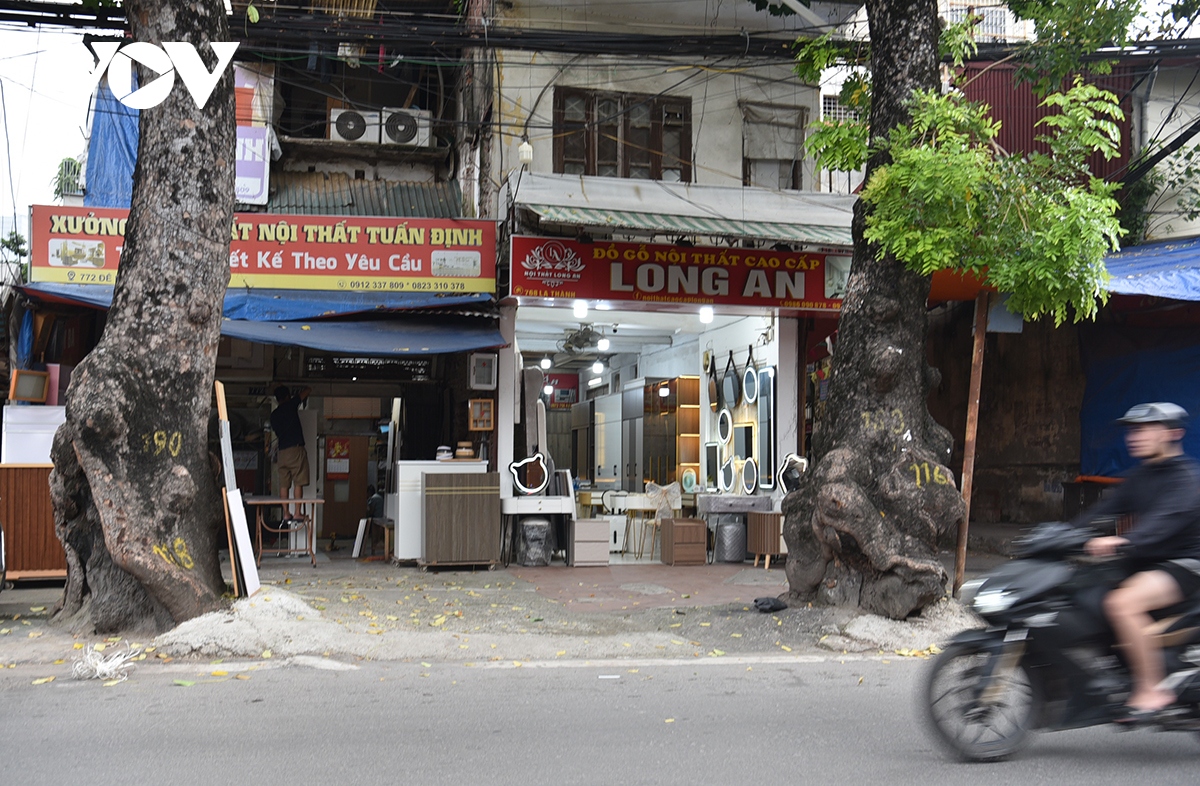 xot xa loat cay xa cu co thu bi be tong hoa tren cac tuyen pho o ha noi hinh anh 9