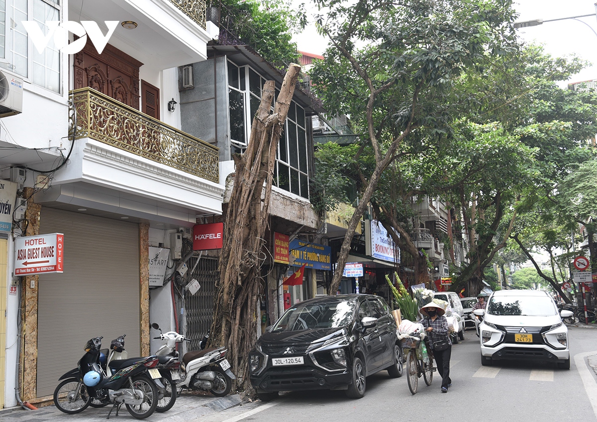 xot xa loat cay xa cu co thu bi be tong hoa tren cac tuyen pho o ha noi hinh anh 12