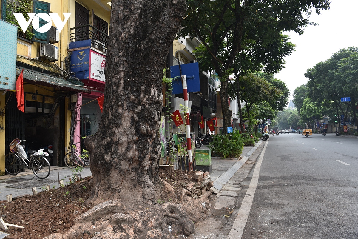 xot xa loat cay xa cu co thu bi be tong hoa tren cac tuyen pho o ha noi hinh anh 2