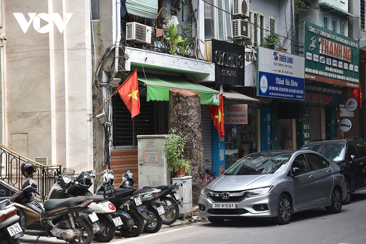 xot xa loat cay xa cu co thu bi be tong hoa tren cac tuyen pho o ha noi hinh anh 5