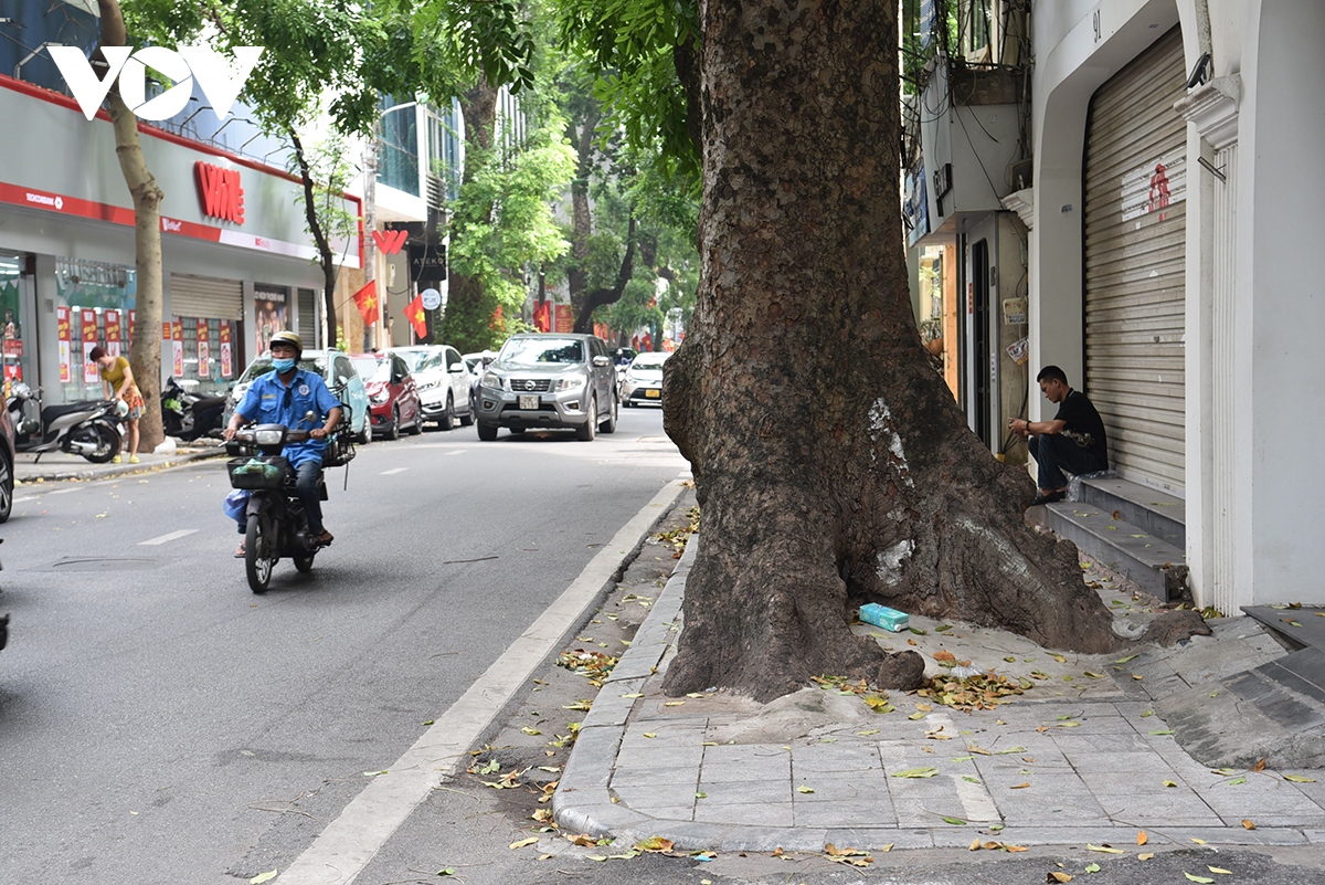 xot xa loat cay xa cu co thu bi be tong hoa tren cac tuyen pho o ha noi hinh anh 7