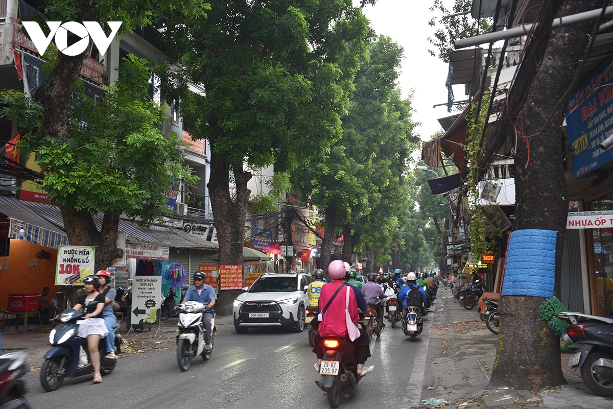 xot xa loat cay xa cu co thu bi be tong hoa tren cac tuyen pho o ha noi hinh anh 8