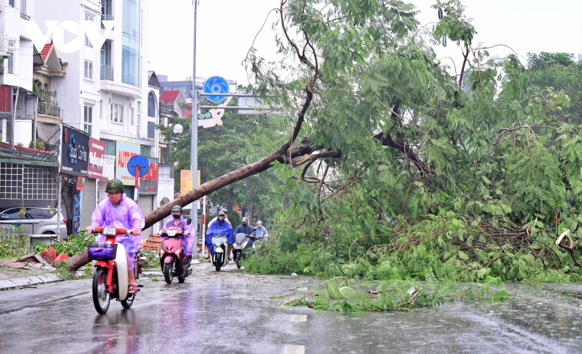 Bão số 3 khiến cây phượng bật gốc chắn ngang đường lên cầu Chương Dương