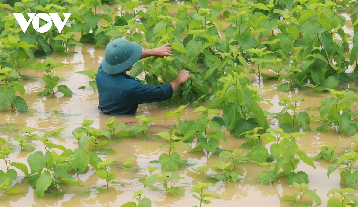 yen bai chim trong bien nuoc lu do pho, do dong hinh anh 13