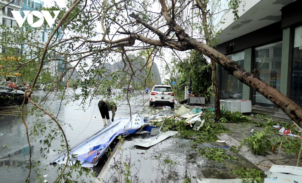 cung ca heo o ha long toc mai, duong pho tan hoang sau bao so 3 hinh anh 15