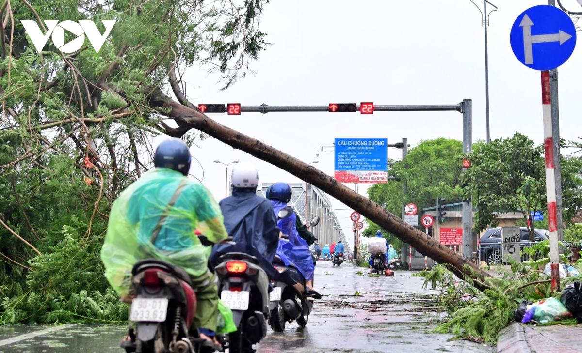 bao so 3 khien cay phuong bat goc chan ngang duong len cau chuong duong hinh anh 3