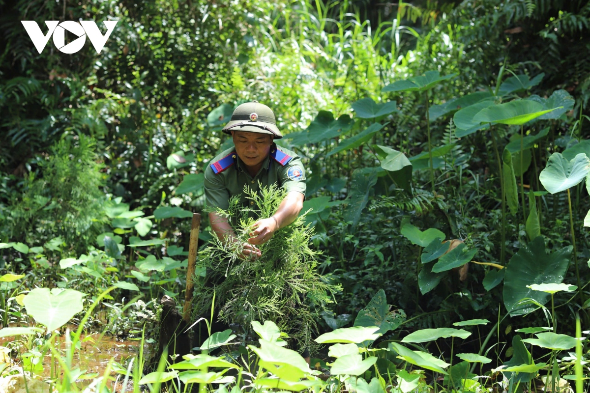 nhieu thach thuc trong bao ton 2 quan the thuy tung cuoi cung o viet nam hinh anh 10