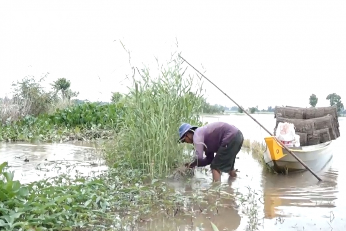 hieu qua cua viec xa lu lay phu sa o huyen binh tan, tinh vinh long hinh anh 1