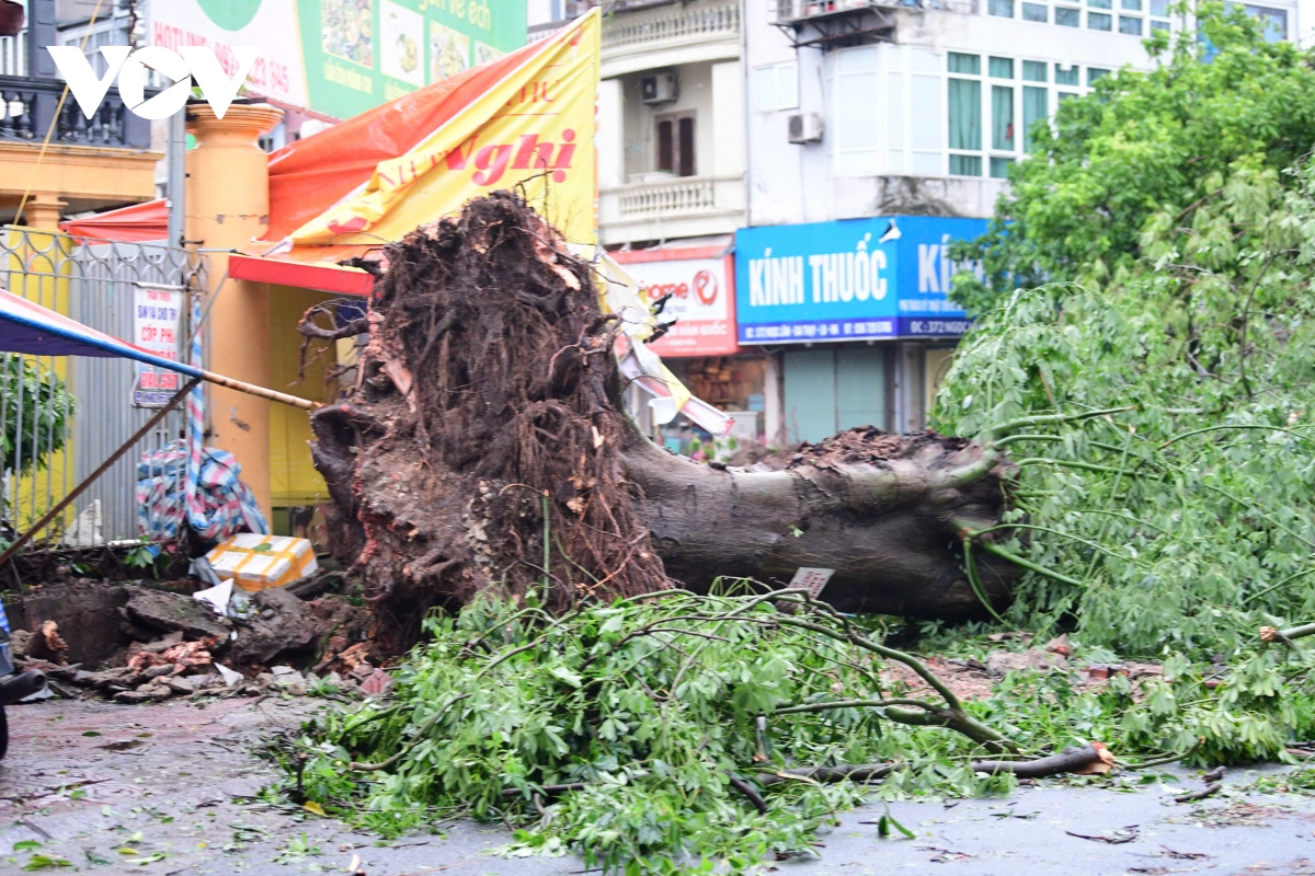 cay do la liet khap pho, ha noi va cac dia phuong khan truong thu don hinh anh 13