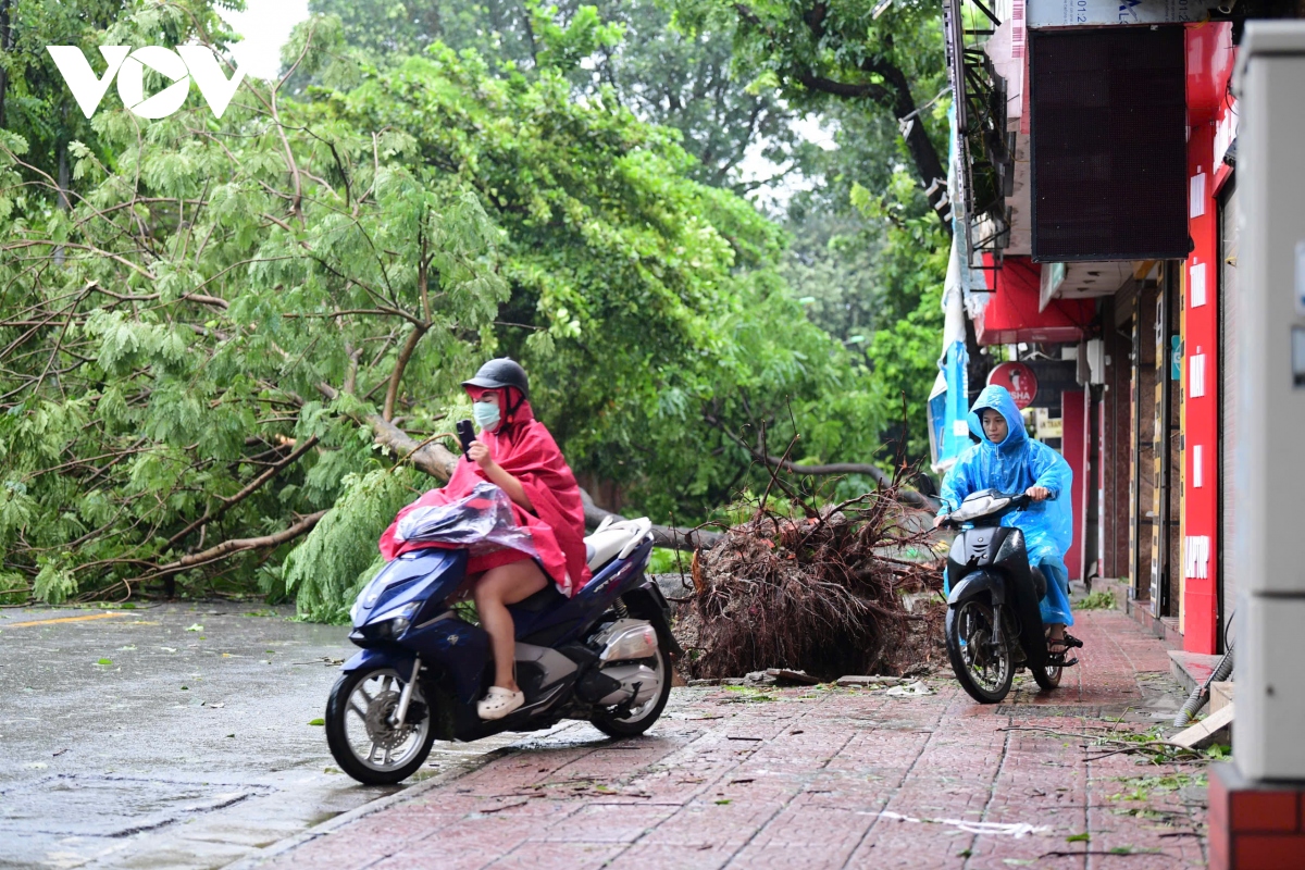 cay do la liet khap pho, ha noi va cac dia phuong khan truong thu don hinh anh 14