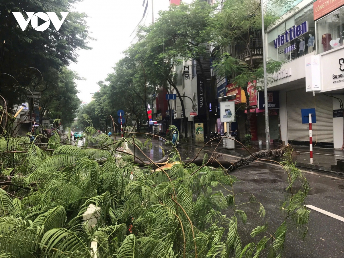 Hàng loạt cây đổ tại Hà Nội dù bão số 3 chưa vào