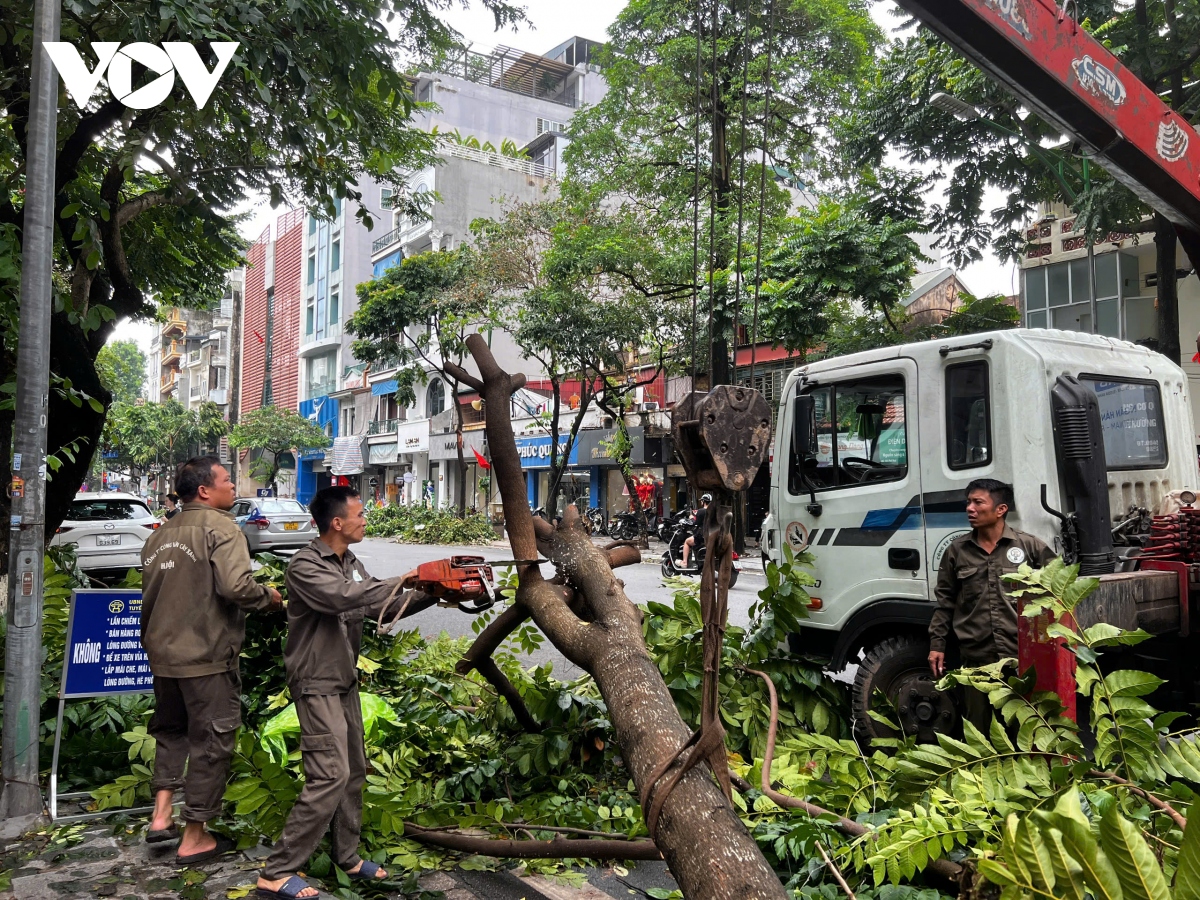 cay xanh gay do van ngon ngang tren duong pho ha noi hinh anh 17