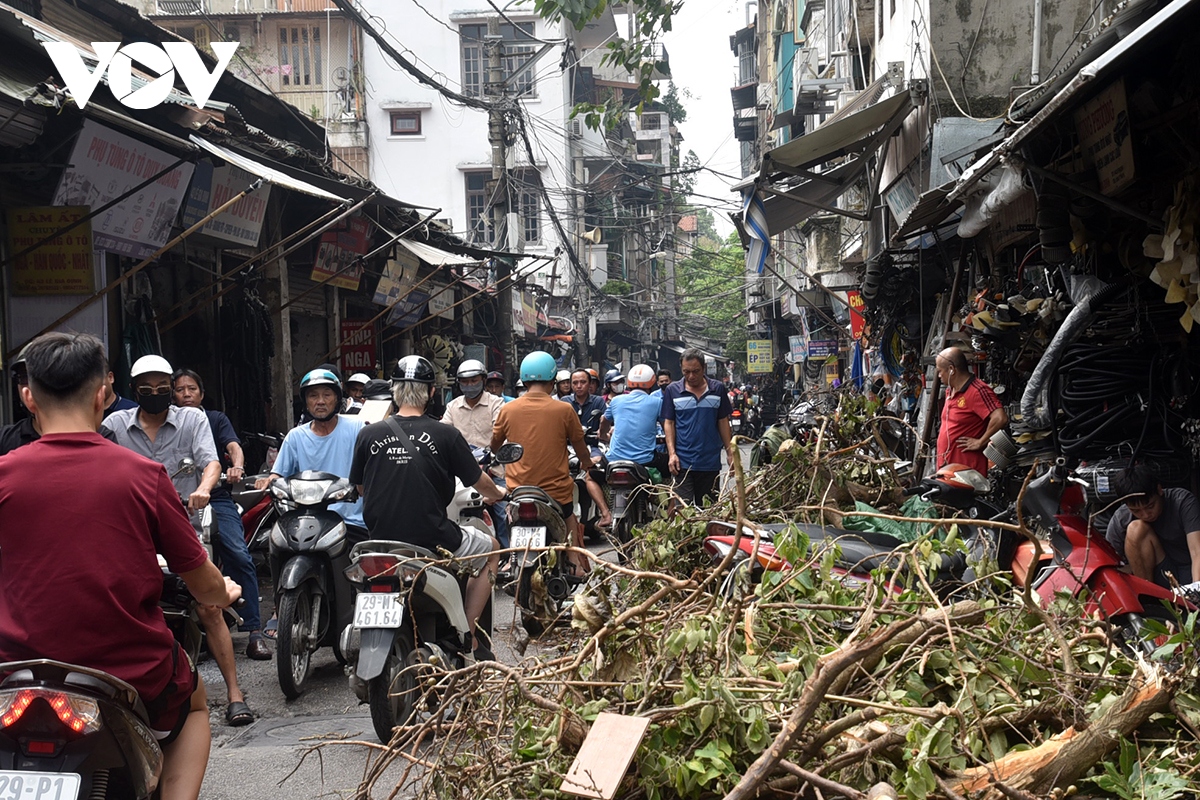 cay xanh gay do van ngon ngang tren duong pho ha noi hinh anh 7