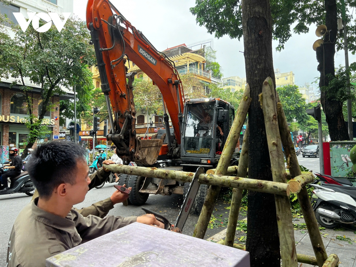 cay xanh gay do van ngon ngang tren duong pho ha noi hinh anh 18