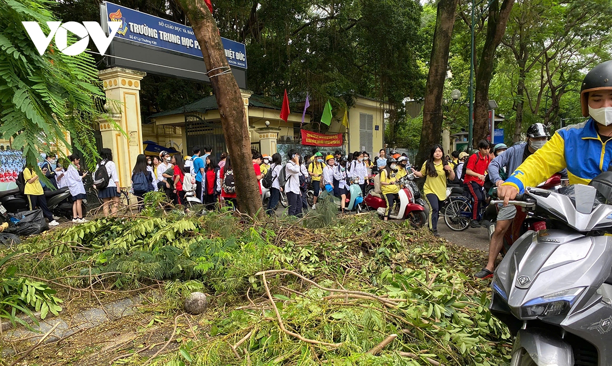 cay xanh gay do van ngon ngang tren duong pho ha noi hinh anh 2