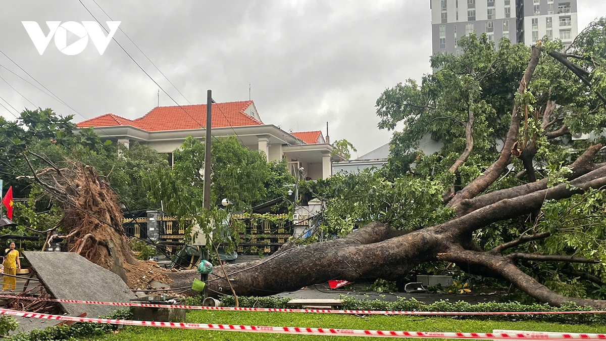 mua dong quat nga cay to va tru dien hinh anh 2