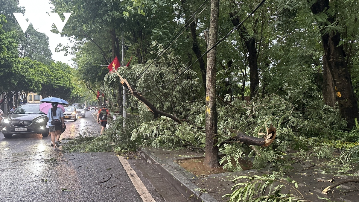 truc tiep sieu bao yagi khien co to mua trang troi, nhieu cay xanh bi quat do hinh anh 2