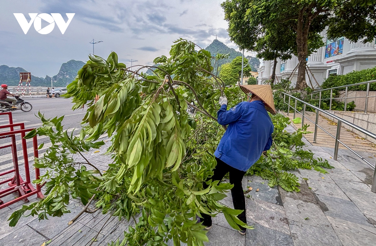 Hạ Long cắt tỉa hàng loạt cây xanh dựng bao cát chống lụt trước siêu bão