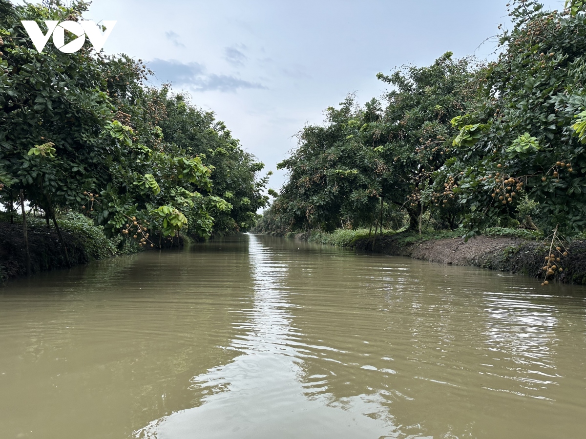 can tho mo rong dien tich cay an trai de phuc vu xuat khau hinh anh 1