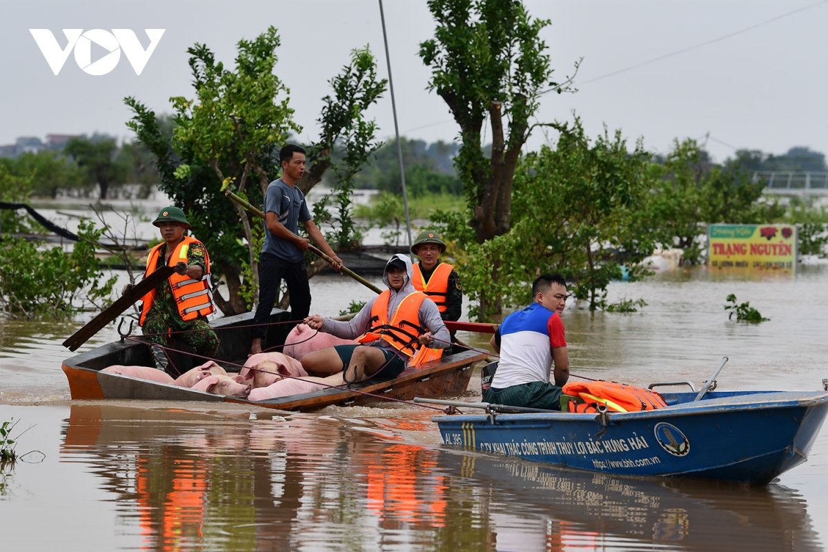 Nước lớn đổ về, người dân khu vực đê tả sông Hồng ở Hưng Yên oằn mình ...