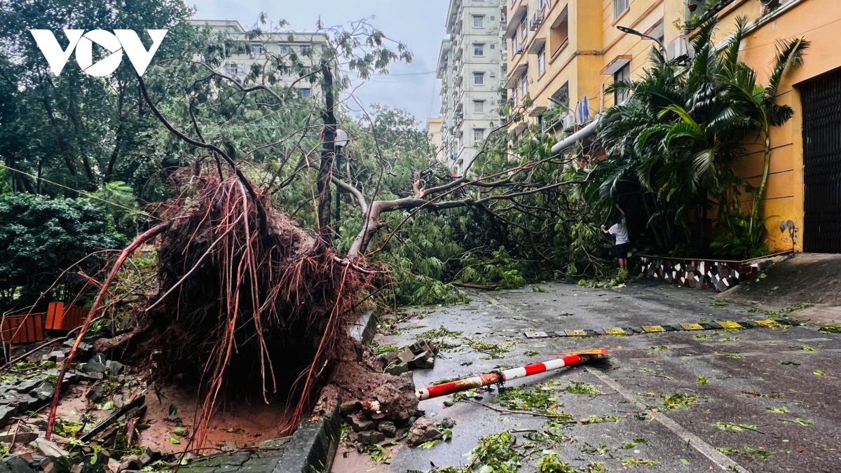 cay do la liet khap pho, ha noi va cac dia phuong khan truong thu don hinh anh 32