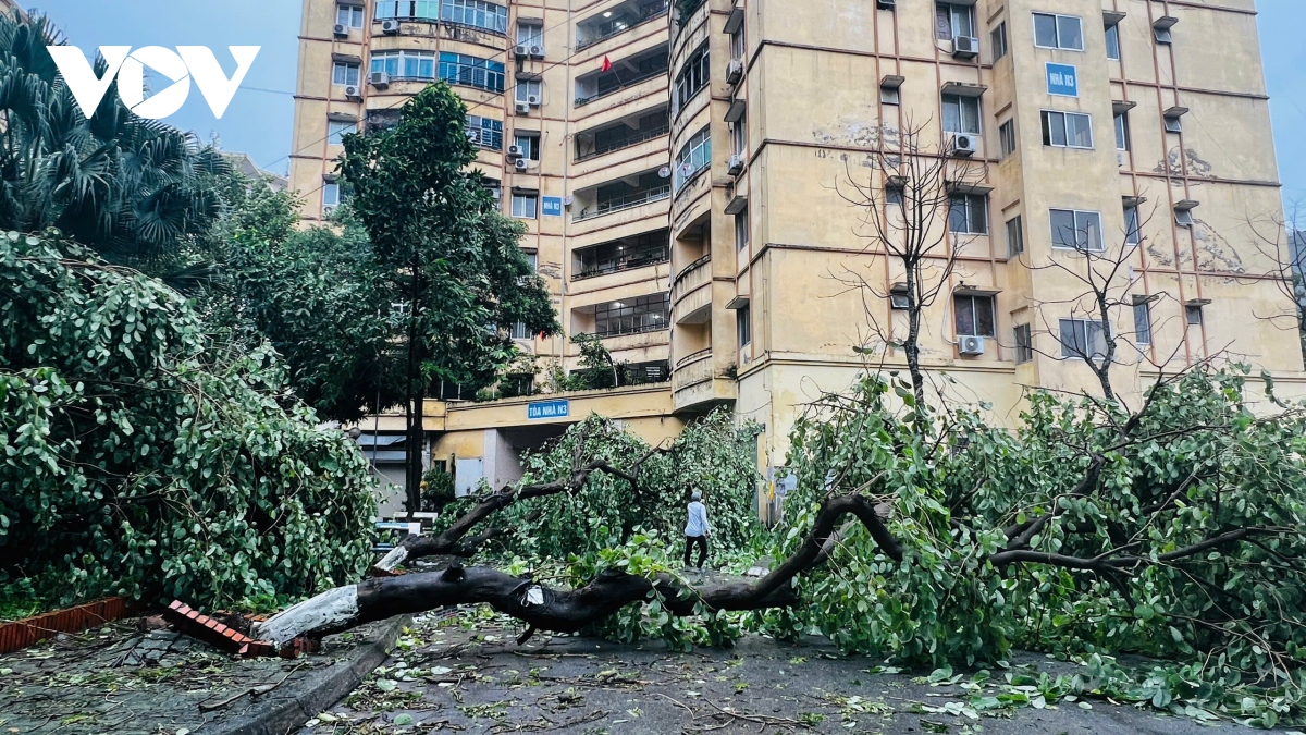 cay do la liet khap pho, ha noi va cac dia phuong khan truong thu don hinh anh 30