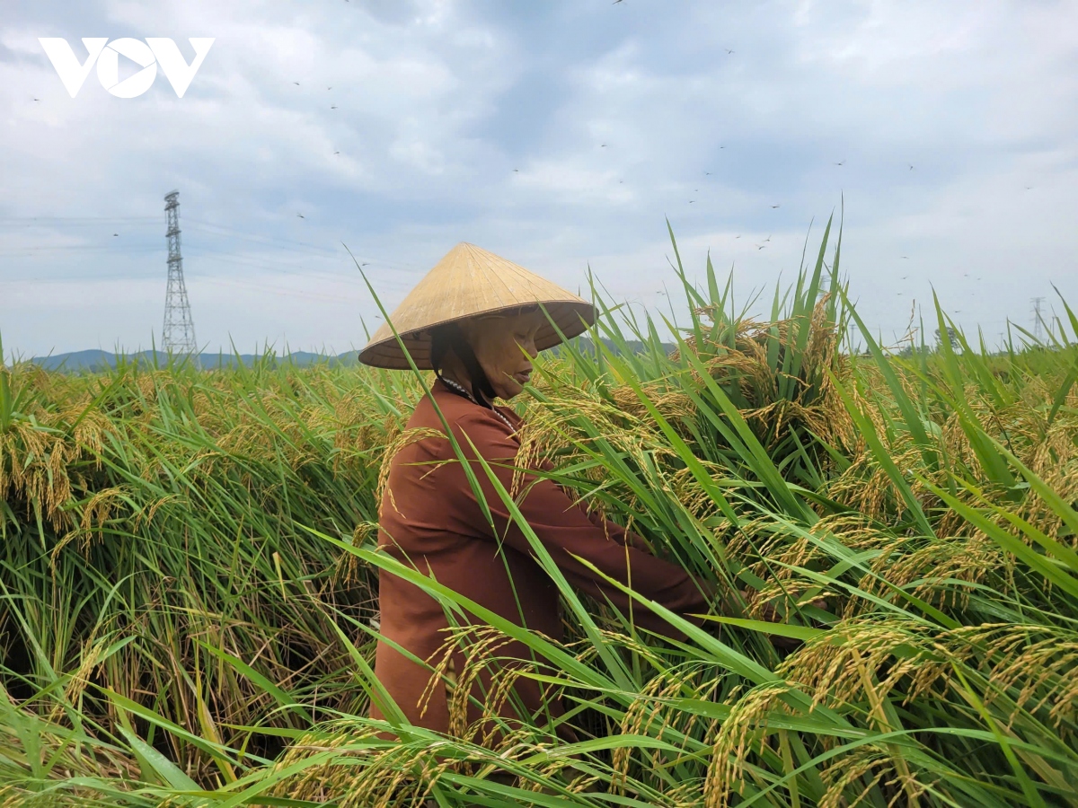 truc tiep sieu bao yagi giam cap, co xu huong hoi nhich len tren hinh anh 8