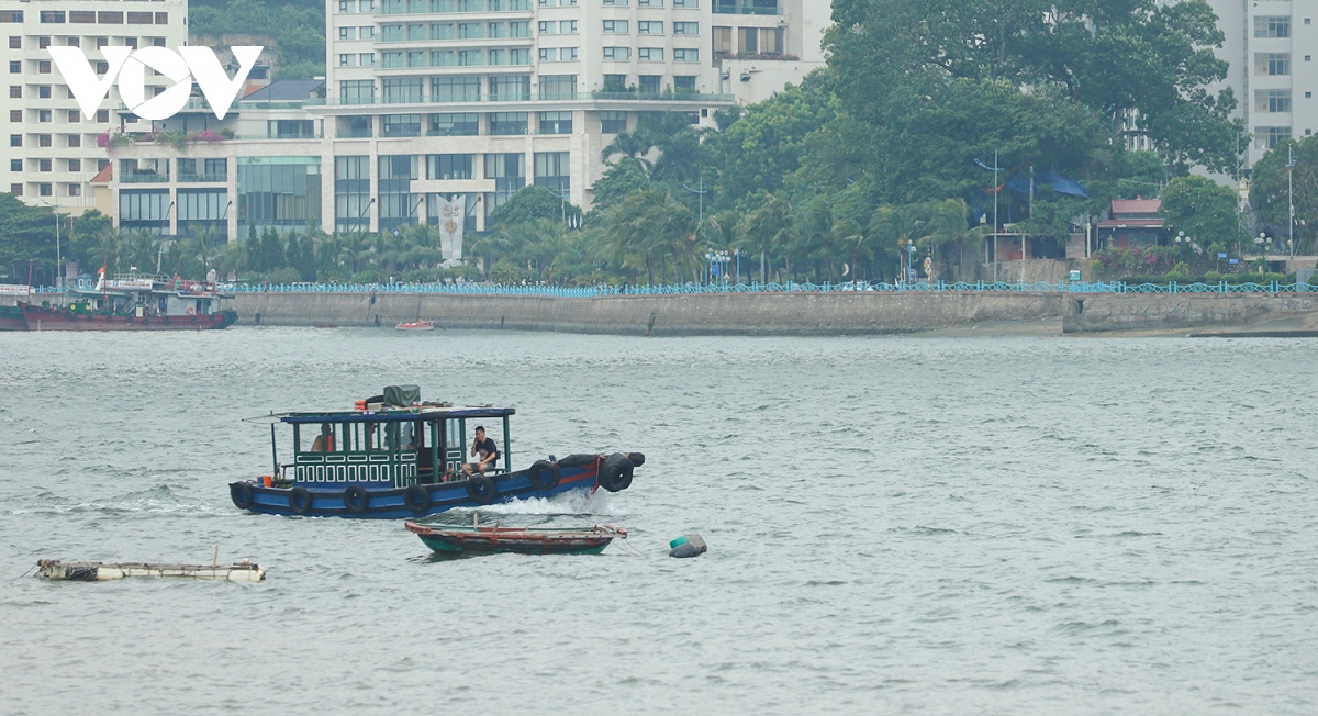 ha long cat tia hang loat cay xanh, dung bao cat chong lut truoc sieu bao hinh anh 5