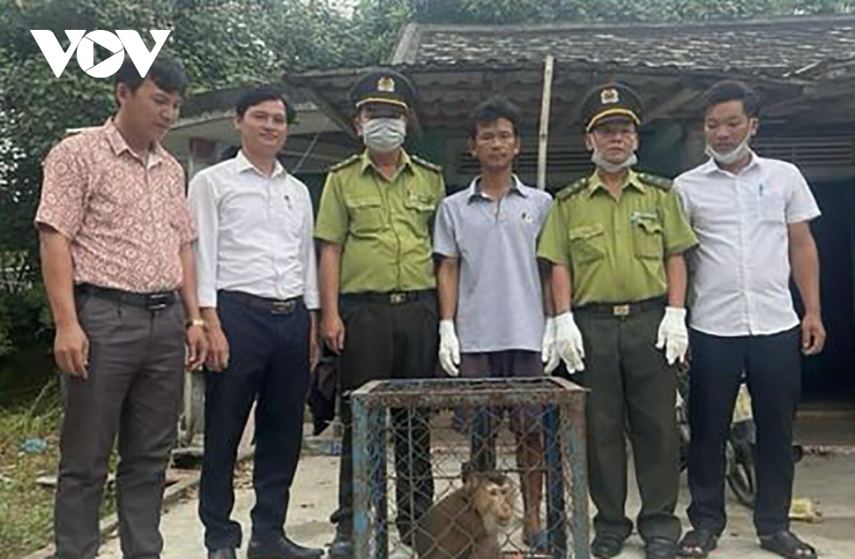 Hạt Kiểm lâm Phú Lộc, Thừa Thiên Huế tiếp nhận khỉ mặt đỏ quý hiếm từ người dân